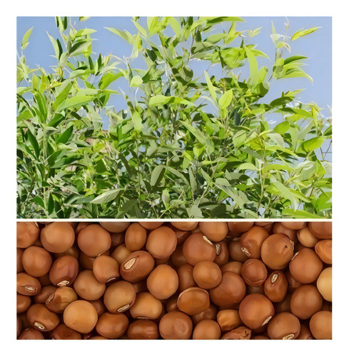 Feijão Guandu Super N - 10 Kg De Sementes