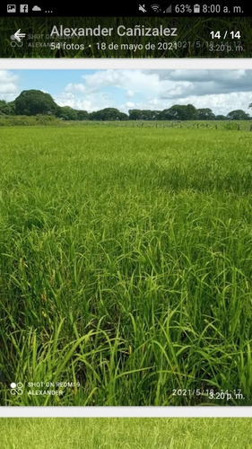Imagen 11 de 30 de Finca 220 Ha Privadas, Estado Apure