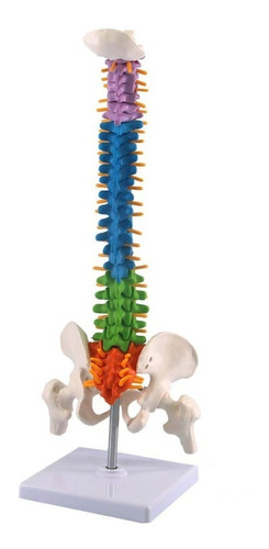 Modelo Anatómico Columna Vertebral 45cm Con Cadera - A Color