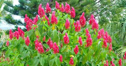 Megaskepasma (manto Rojo). Exotica E Ideal Para Colibríes!