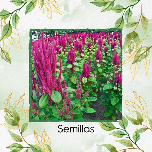 2.600 Semillas Orgánicas De Amaranthus Tricolour Rojo