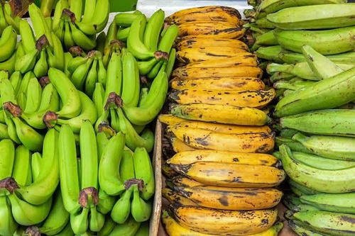 Platano Roatan, Castilla, Manzano, Morado, Dominico, Plantas