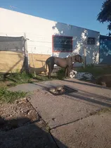 Comprar Gran Danés
