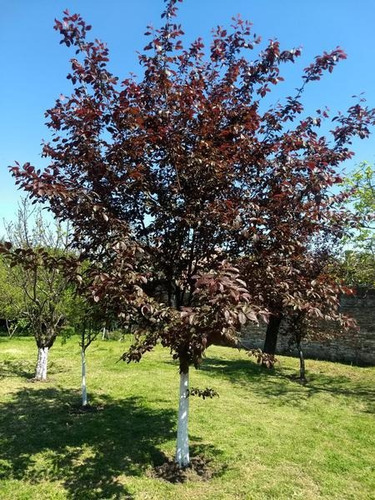 Imagen 6 de 8 de Lencke Vende - Excelente Terreno Apto Para Construir Duplex