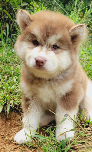 Espectacular Cachorra Alaskan Malamute Roja Llena De Amor 