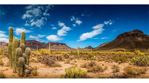 Awert Reptile Habitat Background Blue Sky Oasis Cactus Deser