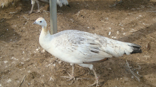 Ovos Galados Férteis Pavão Arlequim ( 1 Und )