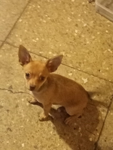 Cachorro Chihuahua De 3 Meses