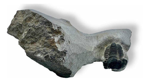 Fósil Trilobite Auténtico Súper!!! Negro Y Gris (Usado)