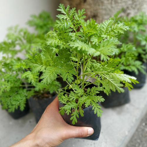 Artemisia Annua, Planta Medicinal