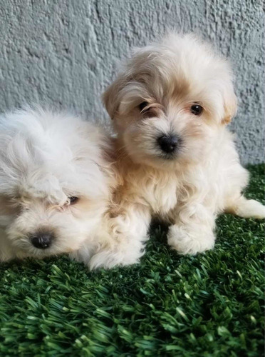 Bichon Maltes Macho Y Hembra Mercado Libre