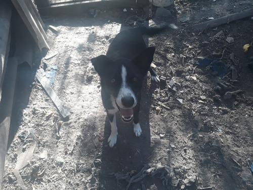 Perro Porte Chico 3 Años En Adopción