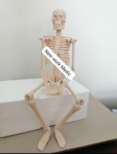 Modelo Anatómico Esqueleto 45cm Semca 