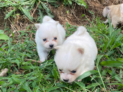 Pomerania Criadero Kanis Cachorros