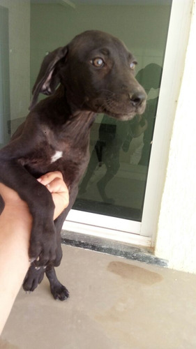Cachorro Weimaraner