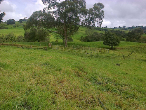 Finca Lechera En San Pedro De Los Milagros