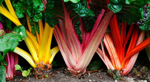 25 Semillas De Acelga Arcoiris Colores Nuevas Si Germinan