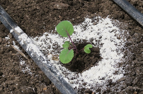 Imagen 3 de 4 de Kit De Semillas De Huerta + Tierra De Diatomeas