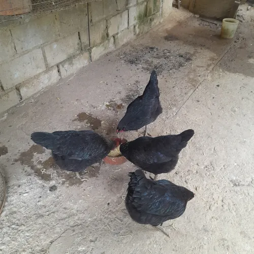 Gallinas Criollas Ponedoras (Usado)