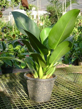 Imagem 2 de 10 de Muda De Pacová-philodendron Martianum Lindas Para Interiores