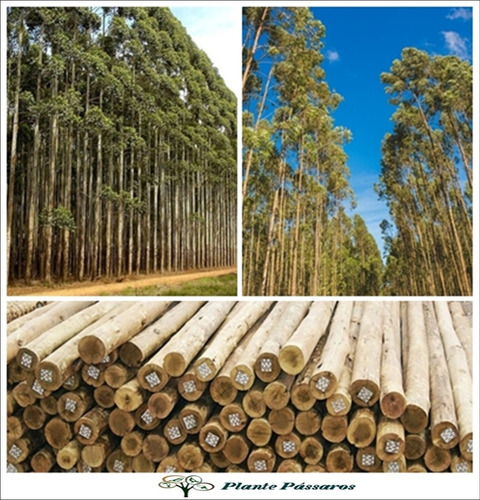 Imagem 1 de 5 de 500 Sementes Eucalipto Cloeziana (eucalyptus Cloeziana)