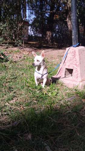 Machos Chihuahua 8 Meses. Blanco