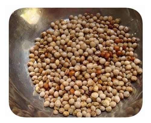 Sementes Feijão Guandu - Caixa Com 3,0 Kg