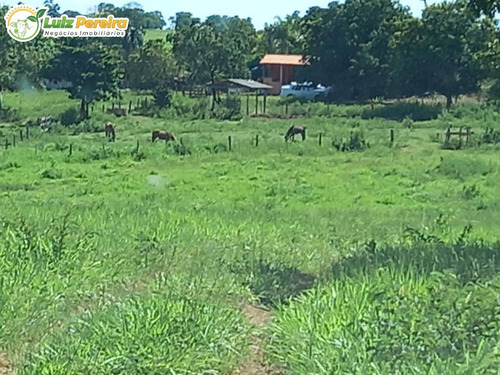 Imagem 7 de 15 de Fazenda Em Figueirão - Ms - 252,5 Hectares (dupla Aptidão) - 2130