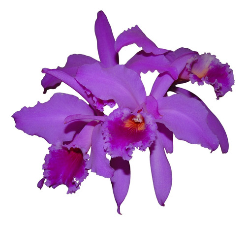 Cattleya Labiata Tipo A D - B S