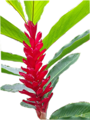 Plantula De Heliconia Alpinia Purpurata Roja  (platanillo)
