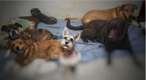 Imagen 2 de 5 de Guardería Y Pensionado Canino(capital Federal)