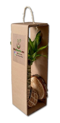 Imagen 3 de 3 de Kokedama Palo De Brasil