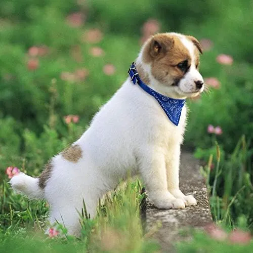 Cosmos Pet Bandana Cachorro Perro Bufanda Collar Pañuelo Con