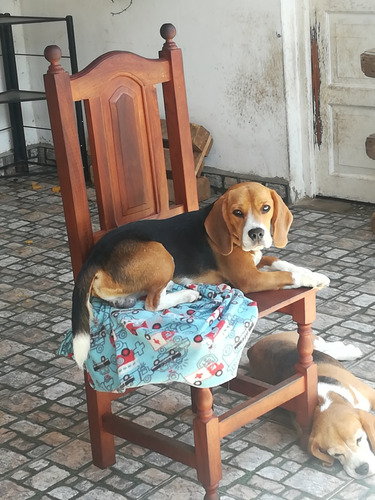 Guarderia Canina- Razas Chicas Sin Caniles Y Cupo Reducido