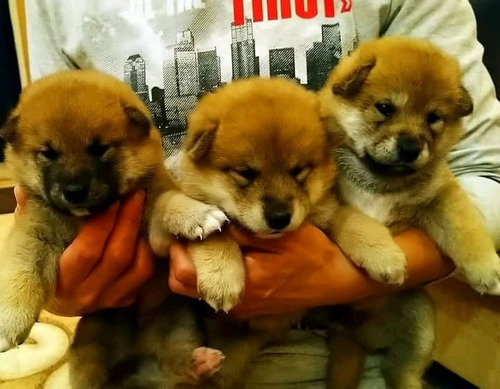 Cachorros Shiba Inu 