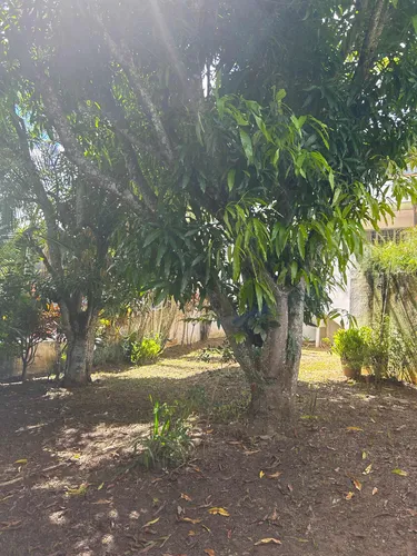 Venta Casa Cafetal Calle Ciega