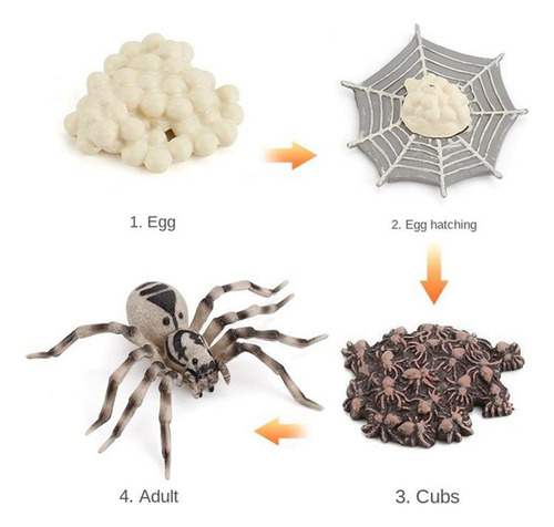 De Vida De Una Araña Incluye Huevo, Larva, Araña Y Araña