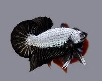 Comprar Peixe Betta Plakat Black Dragon Macho (linhagem Pura)