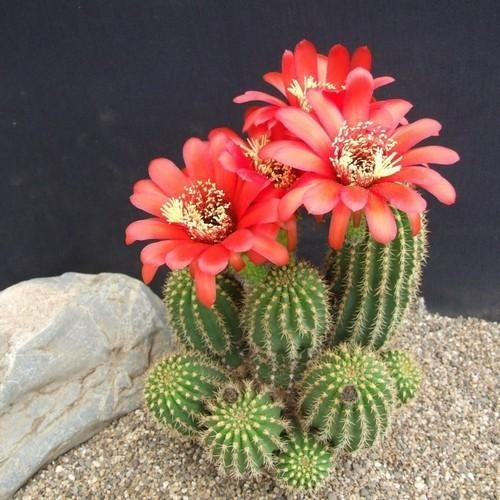 Cactos Lobivia Mix Cactus Flor 10 Sementes P/ Mudas Cacto | Parcelamento  sem juros