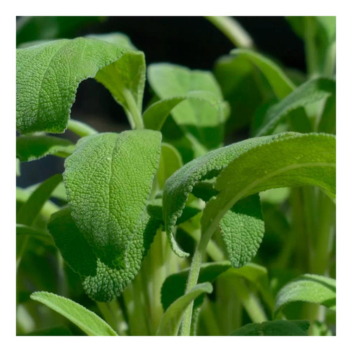 Chá De Sálvia - Salvia Officinalis - L. - 100g