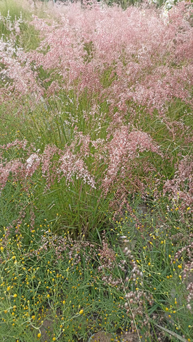 Melinis Repens, Pasto Rosado, 30 Semillas, Nv