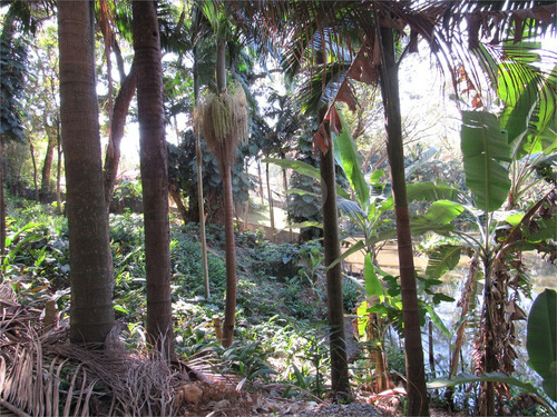 Imagem 5 de 21 de Terreno Dentro Da Chácara Flora - Reo507663