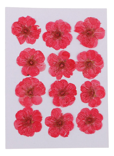 Flores Secas Prensadas Reales Rojo