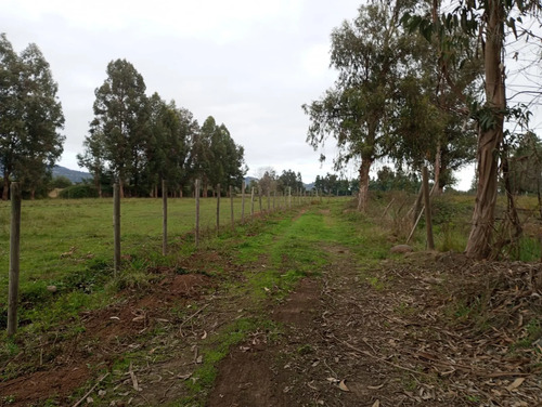 Vendo 3,56 Ha De Terreno, Especial Para Cultivo De Avellano,