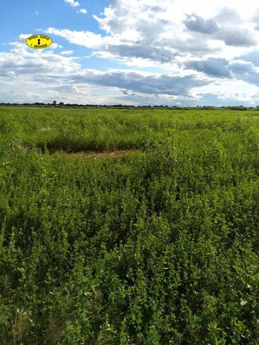 Imagen 3 de 14 de 2404ga- Excelente Campo Mixto, Riego Permanente Para 250 Ha