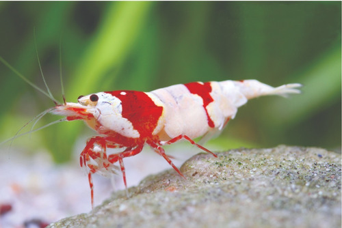 Caridina Cantonensis (red Bee Shrimp)