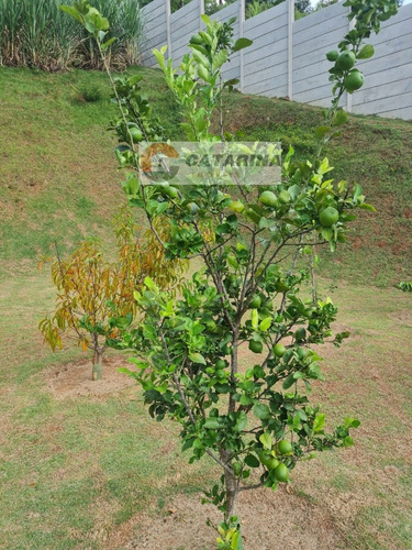 Imagem 10 de 30 de ***belíssima Chácara No Condomínio Porta Do Sol!***
