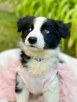 Comprar Cachorros Border Negro Y Blanco Acercate O Sino Te Enviamos