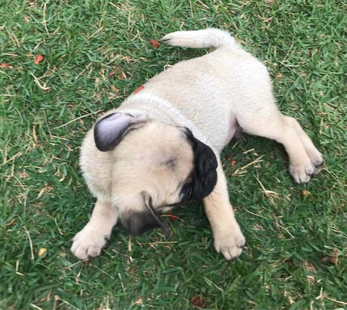 Imagem 2 de 5 de Filhote Pug