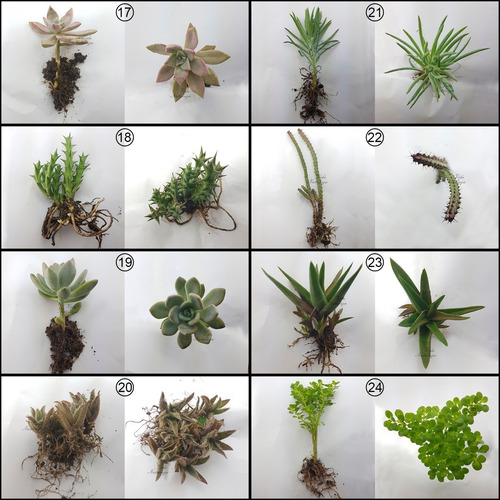 5 Mudas De Suculentas E Mini Cactos Especiais Kit Plantas